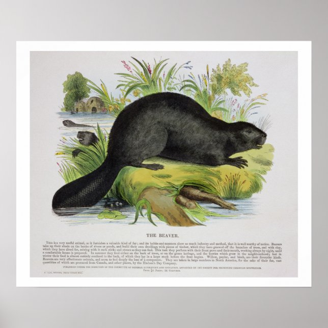 Beaver, illustration pub. av S Poster (Framsidan)