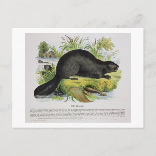 Beaver, illustration pub. av S Vykort (Framsida)