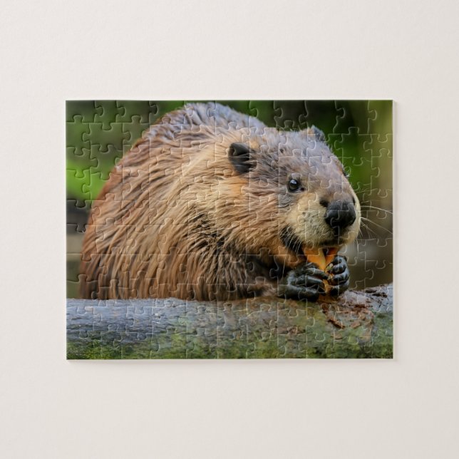 Beaver Jigszawa Puzzles Ai Pussel (Horisontell)