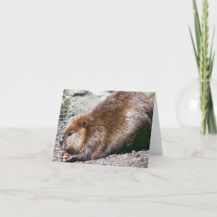 Beaver Kort