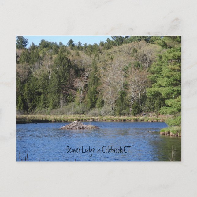 Beaver Lodge in COLEBROOK, CT Vykort (Framsida)