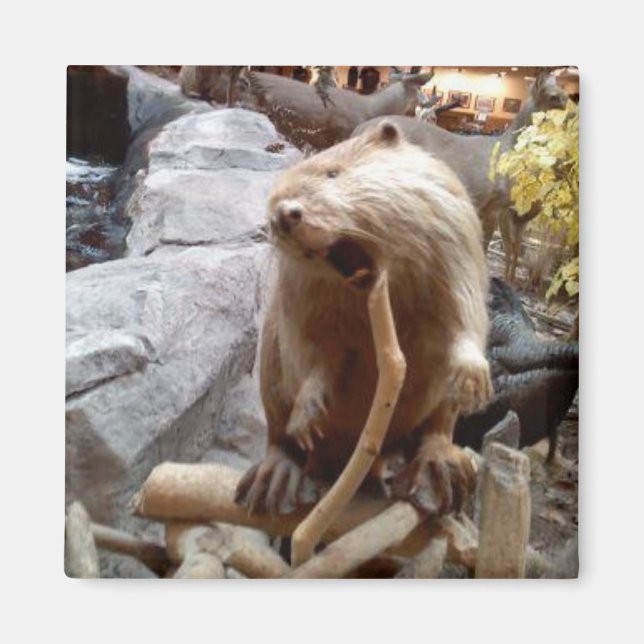 Beaver Magnet (Framsidan)