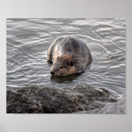 Beaver på Dauphin Island, Alabama Poster