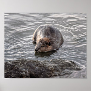 Beaver på Dauphin Island, Alabama Poster