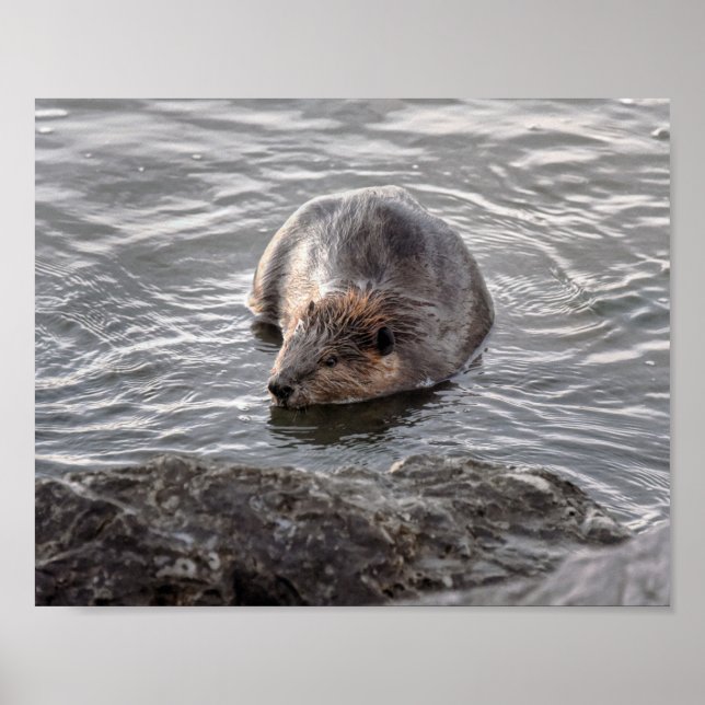 Beaver på Dauphin Island, Alabama Poster (Framsidan)