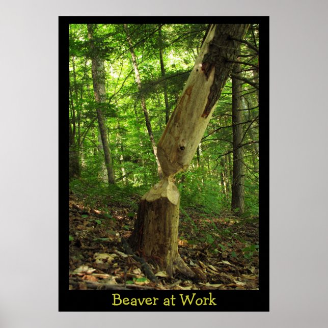 Beaver på jobbet poster (Framsidan)