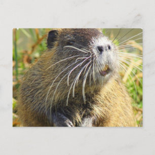 Beaver Photo Postcard Vykort