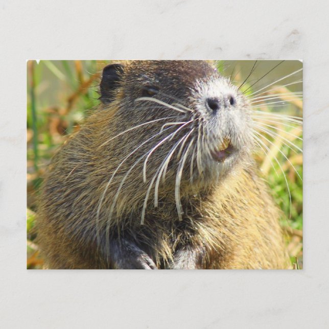 Beaver Photo Postcard Vykort (Framsida)