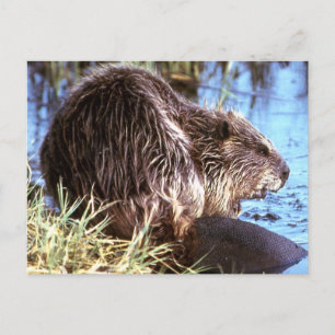 Beaver Photo Vykort