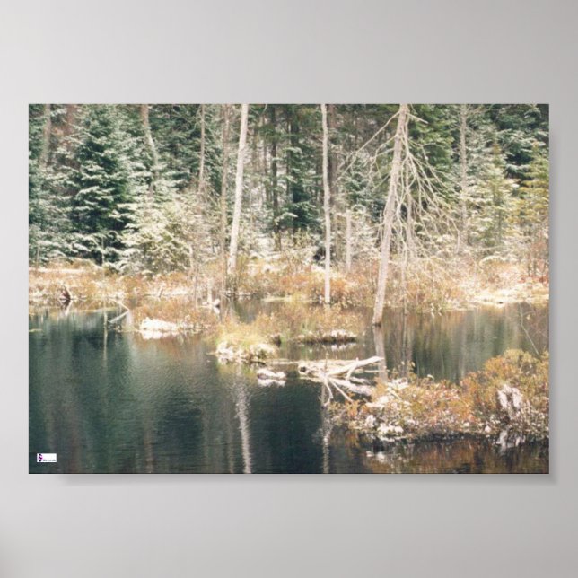 Beaver Pond Poster (Framsidan)