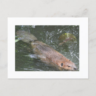 Beaver PostCard Vykort