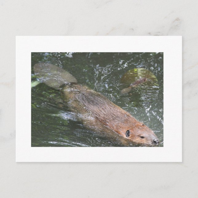 Beaver PostCard Vykort (Framsida)