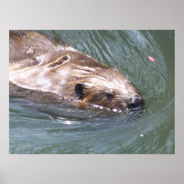 Beaver poster (Framsidan)