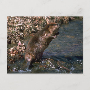 Beaver stående erect vykort