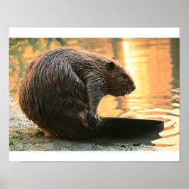 Beaver Sunset Poster