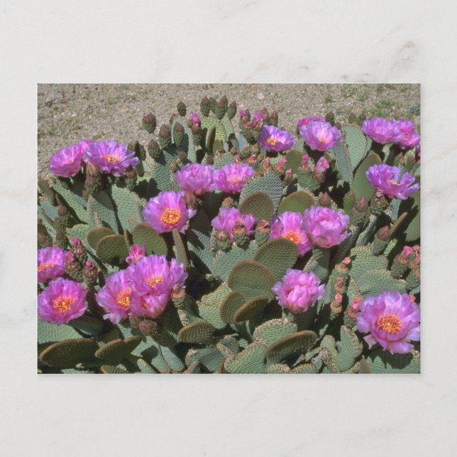 Beaver Svan Cacti Vykort (Framsida)