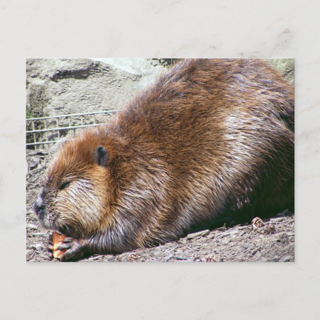 Beaver Vykort (Framsida)