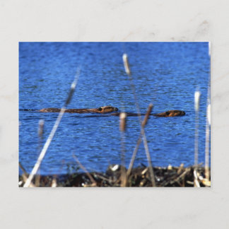 Beaver-vykort Vykort