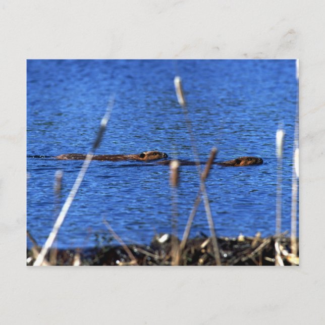 Beaver-vykort Vykort (Framsida)