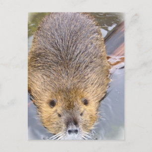 Beaver-vykort Vykort