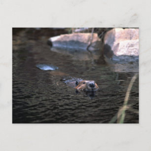 Beaver-vykort Vykort