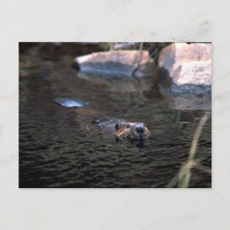 Beaver-vykort Vykort