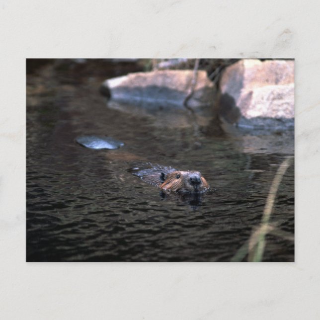 Beaver-vykort Vykort (Framsida)
