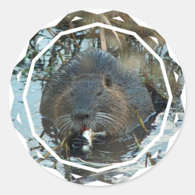Beavers Habitat Stickers Runt Klistermärke (Framsida)