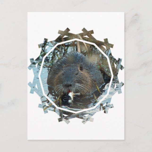 Beavers Habitat-vykort Vykort (Framsida)