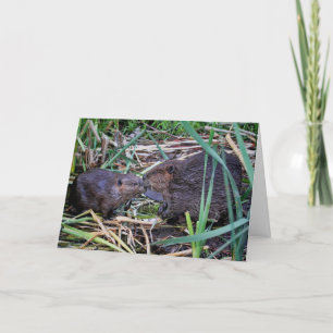 Beavers Kissing Photo Kort