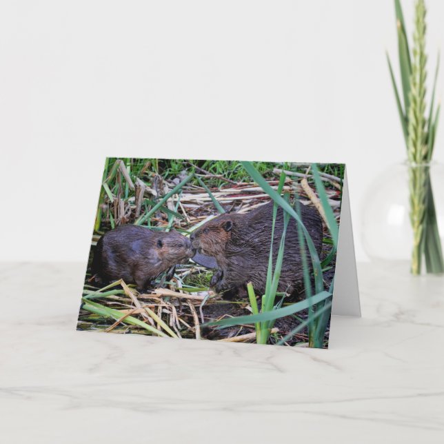 Beavers Kissing Photo Kort (Framsida)