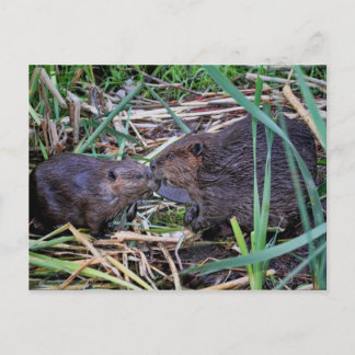Beavers Kissing Photo Vykort