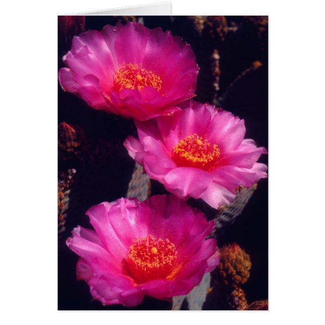 Beavertail Cactus Flowers 2 Hälsningskort (Framsidan)