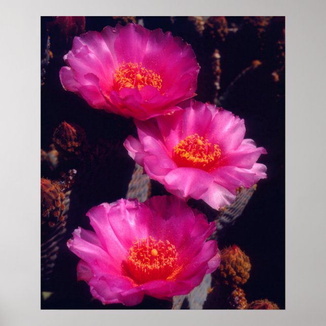 Beavertail Cactus Flowers 2 Poster (Framsidan)