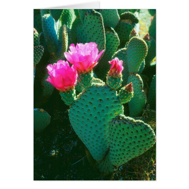 Beavertail Cactus Flowers Hälsningskort (Framsidan)