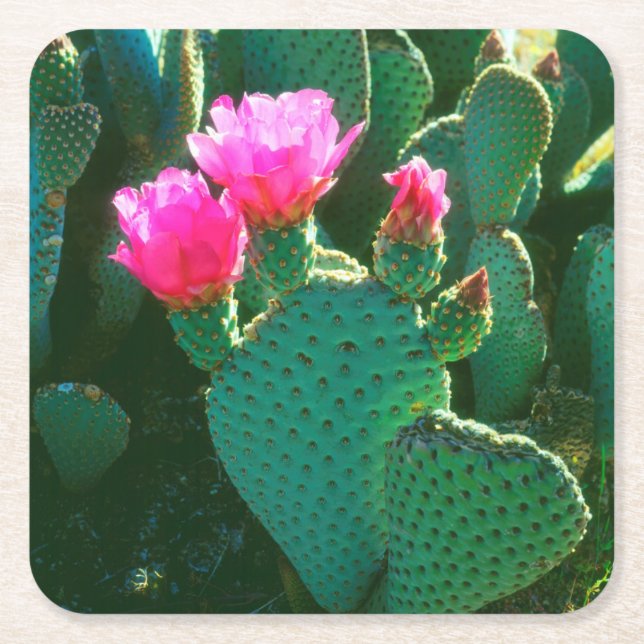 Beavertail Cactus Flowers Underlägg Papper Kvadrat (Framsidan)