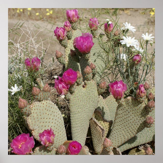 Beavertail Cactus Poster (Framsidan)