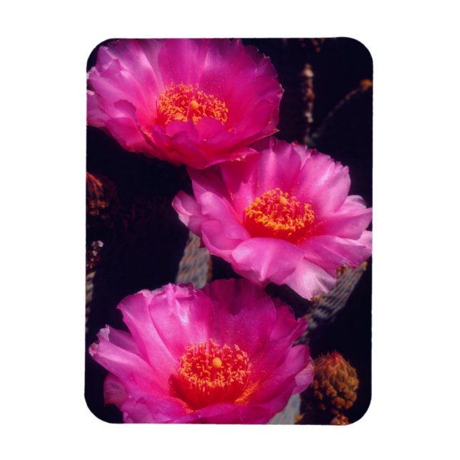 Beavertail Kactus Blommor 2 Magnet (Vertikal)