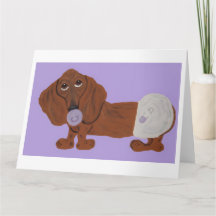 Bebis Dachshund