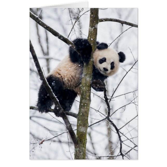 Bebis Panda i Träd Hälsningskort (Framsidan)