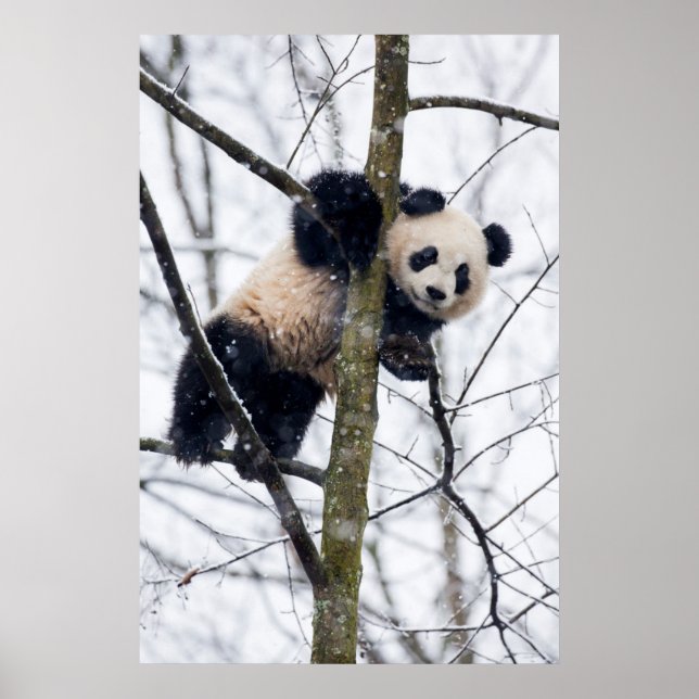 Bebis Panda i Träd Poster (Framsidan)