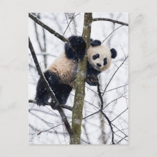 Bebis Panda i Träd Vykort