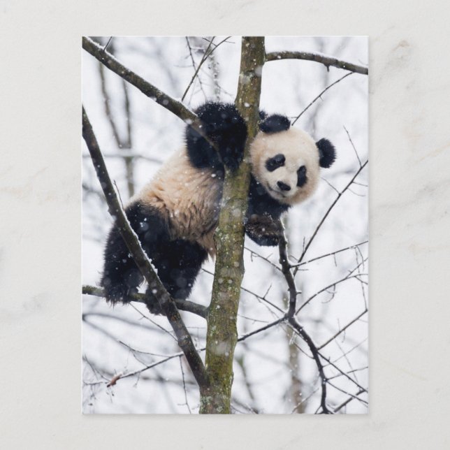 Bebis Panda i Träd Vykort (Framsida)