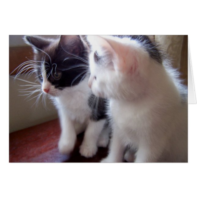 bebiskattungar hälsningskort (Framsidan Horizontal)