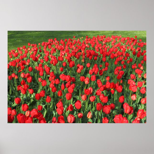 Bed av röda tulpaner 02 poster (Framsidan)