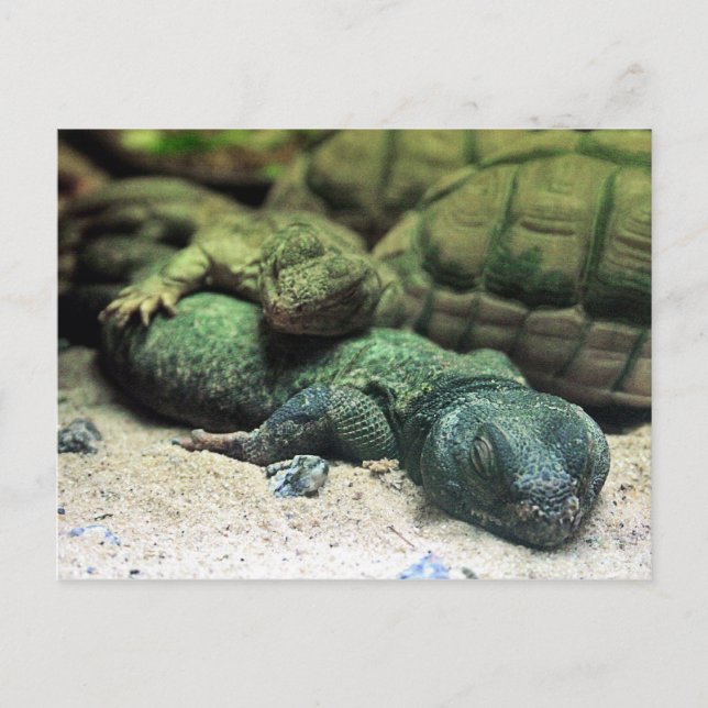 Bed Buddies vykort (Framsida)