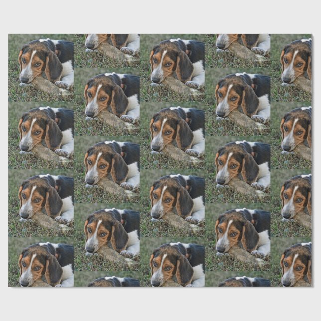 Bedårande beagle som tuggar på en benbit presentpapper (Platt)