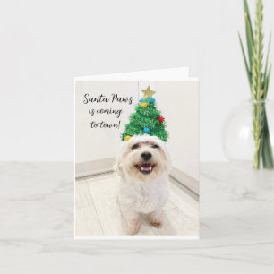 Bedårande Bichon Malteser julkort Santa Paws Kort