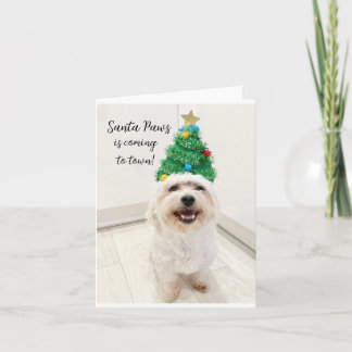 Bedårande Bichon Malteser julkort Santa Paws Kort