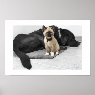 Bedårande blåögd vaktkatt poster